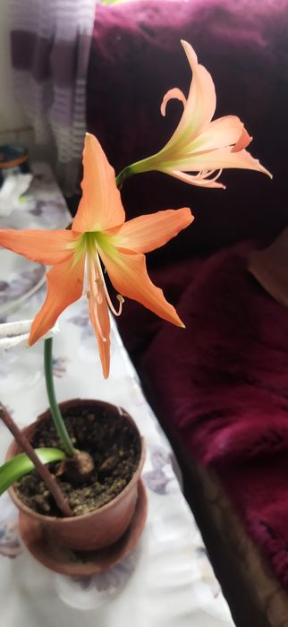 Амариллис взрослая луковица