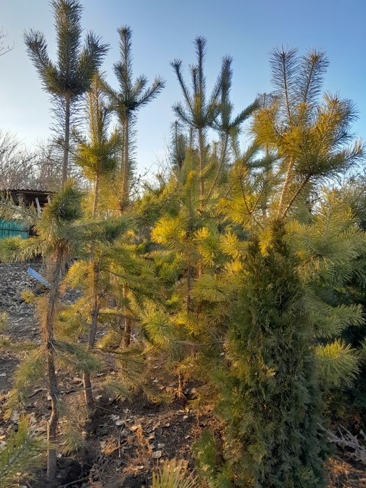 Продам сосны ,,,