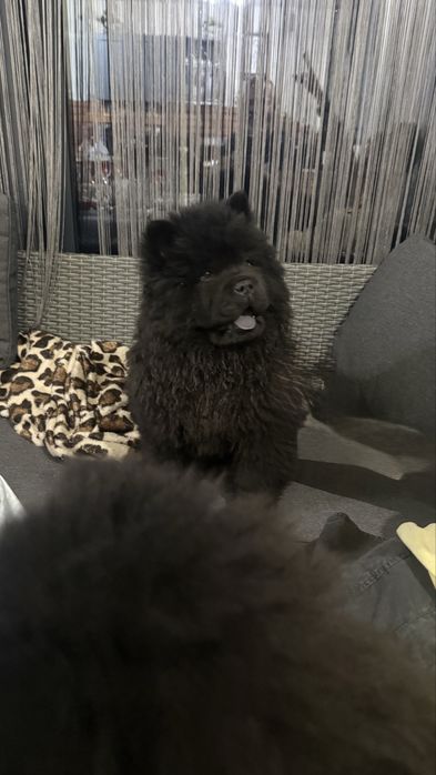 Ofer spre vanzare pui Chow Chow