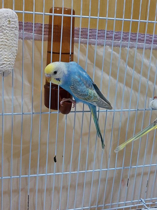 Продаются радужные попугаи молодые.