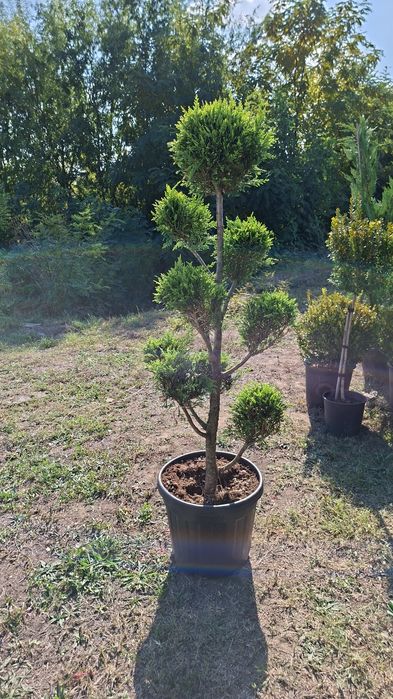 Pon pon. Spirale. Leylandii. Palmieri