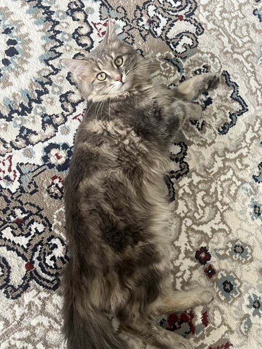 Продам котика в добрые руки!