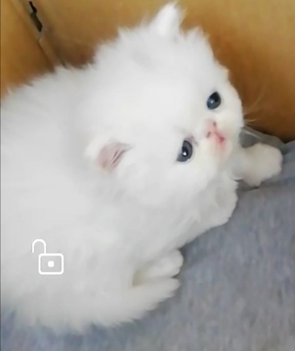 Котята персидские .