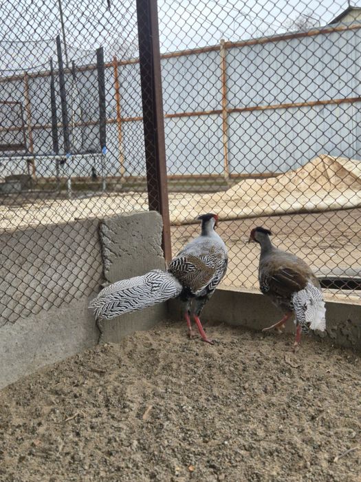 Серебряные фазаны