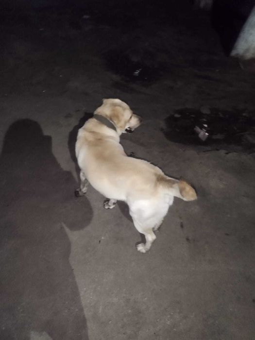 Чья потеряшка?  Хозяин, забери!