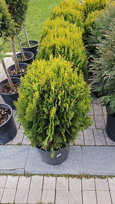 Plante ornamentale aclimatizate