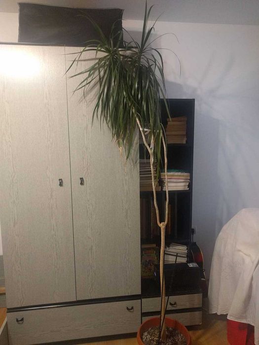 Продавам Палма Драцена на 19 години.