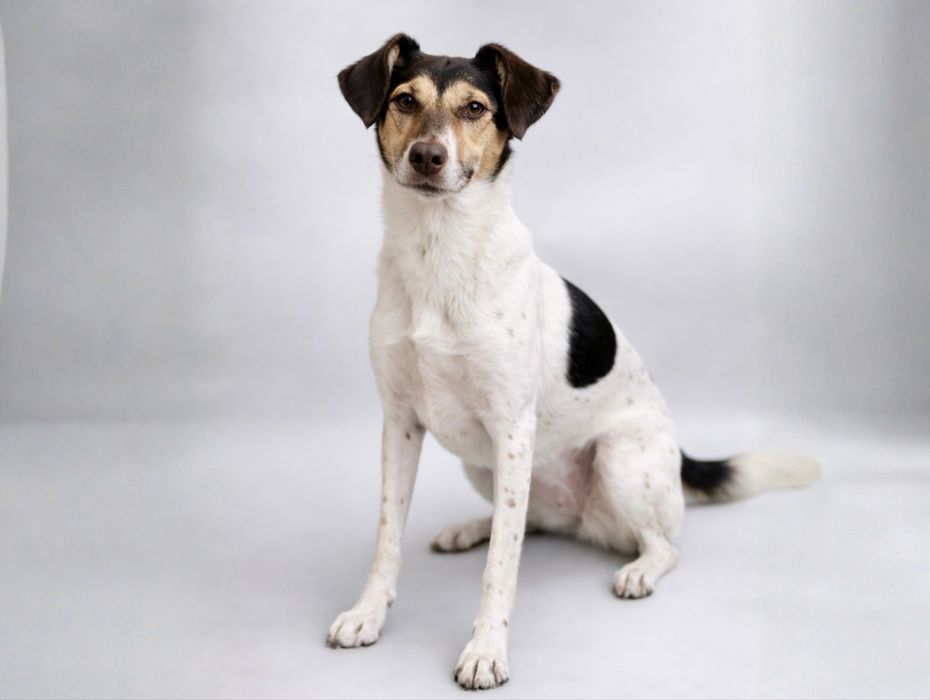 Самая добрая собака Боня