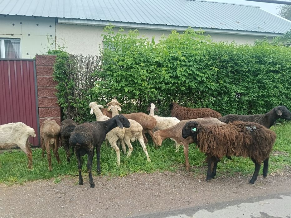 Продам бараны жырный
