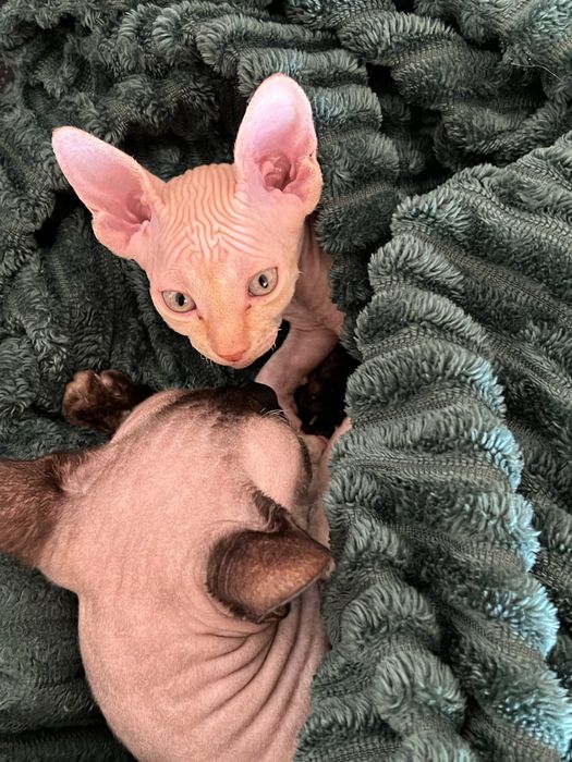 Мъжко коте сфинкс