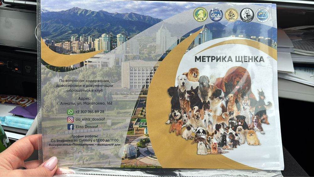 Шарпей, 4 месяца