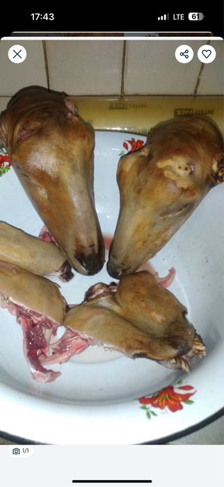 Кой  Алматы  Бараны