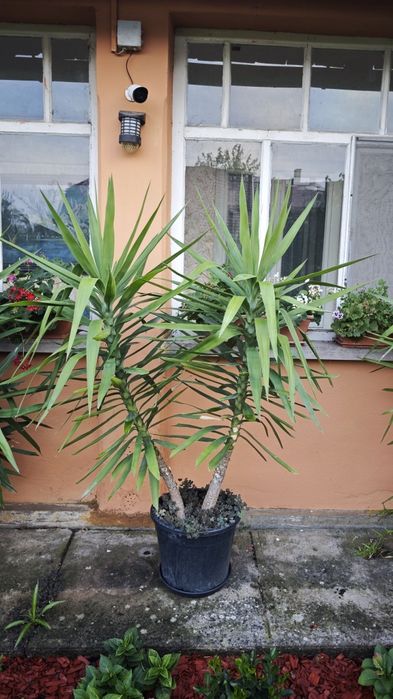 Vând plante yucca 170-180cm