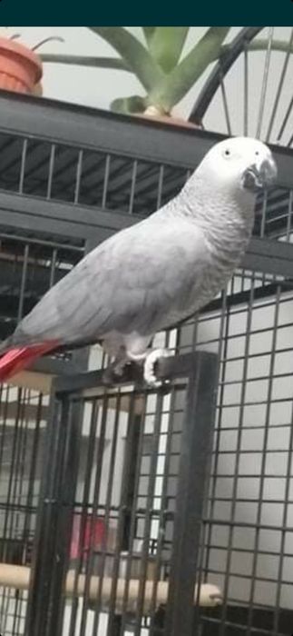 Продавам голяма клетка