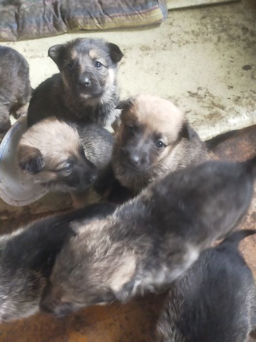 Щенки немецкой овчарки