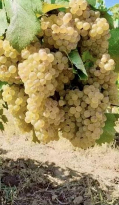 Struguri de vin (Feteasca regala, Ottonel, Merlot, Sovinion