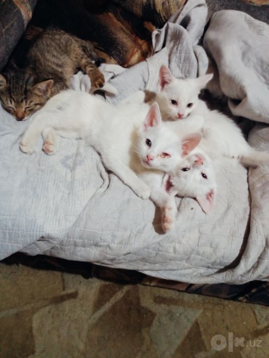 Котята наполовину вислоушки