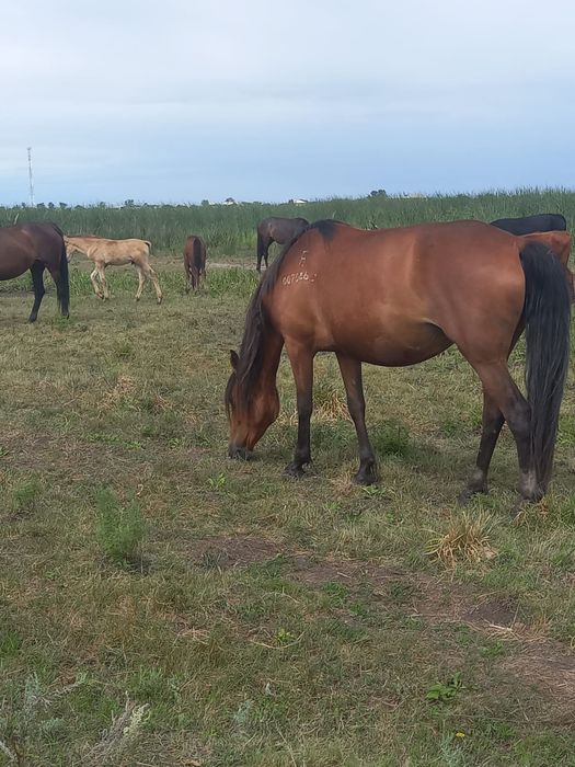 Продам кобылу с жеребенком