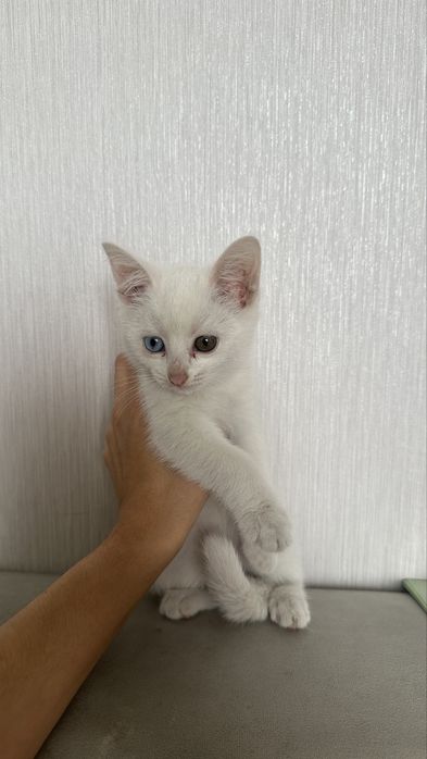 аппак мысык девочка