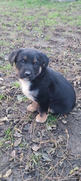 donez cățel talie medie