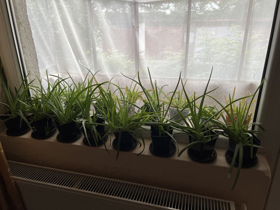 Planta aloe vera in givechi (Cluj)