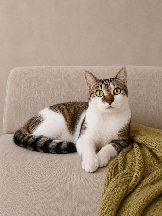 Кошечка Оля ищет семью