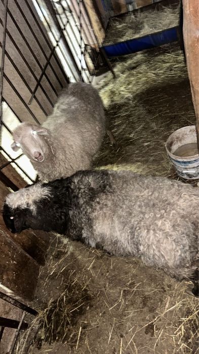 Продаются овцы беременные