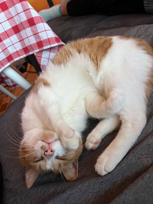 Мъжка кастирана котка