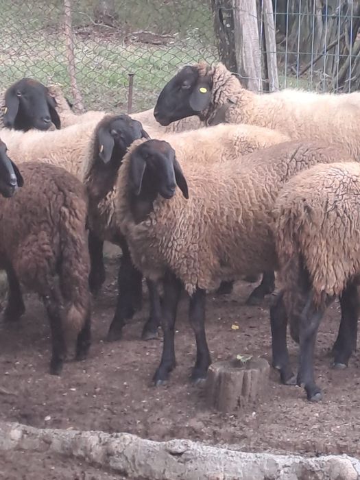 Vând berbecut carabas