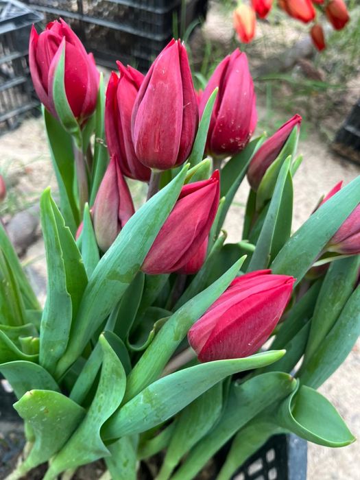 Тюльпаны оптом и в розницу