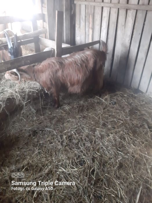 Vand capra gestanta    .