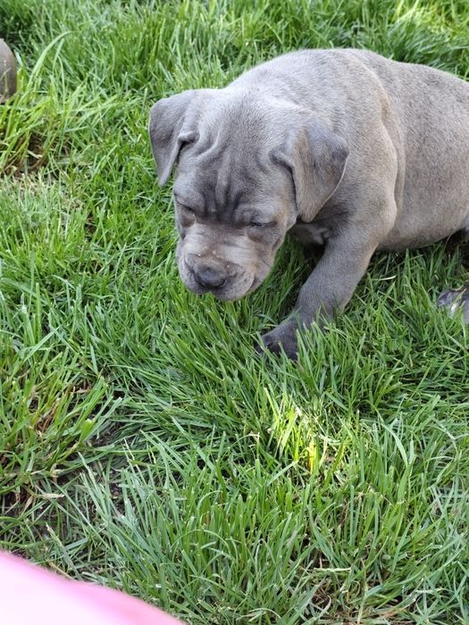 Бебета Кане Корсо