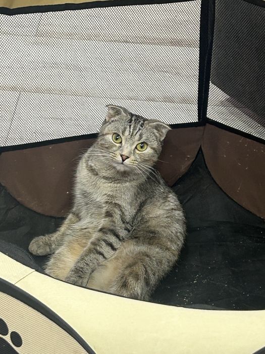 Уошка кошечка кошка