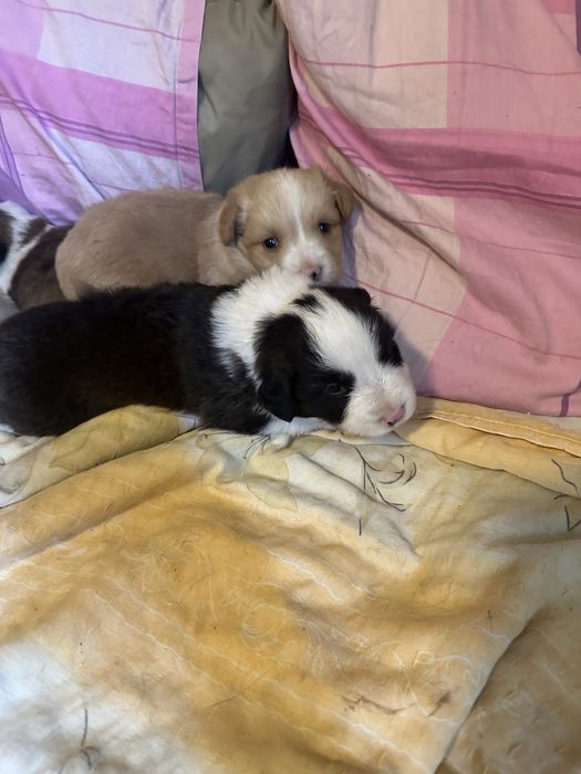 Puiuti metis spre adoptie