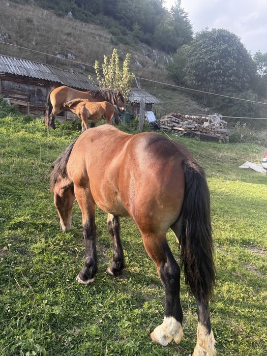 Armasar de vanzare