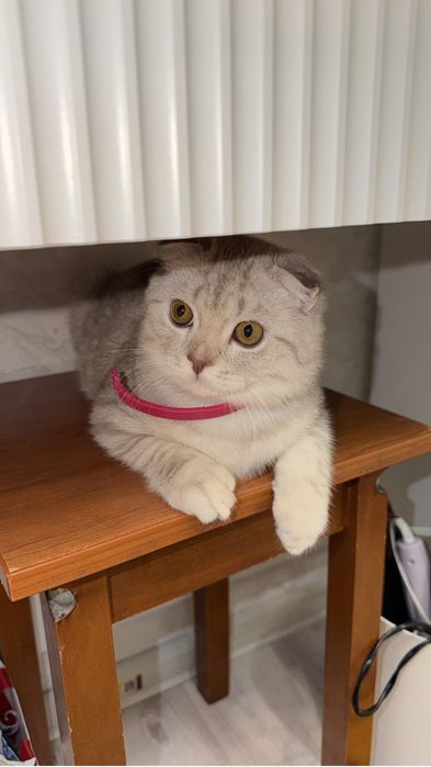 кот весолухий шотландец