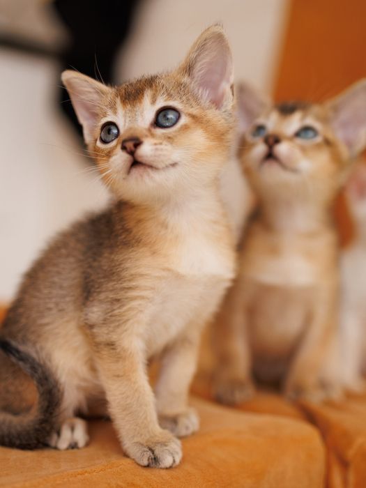 Котята Чаузи  чистые линии SBT