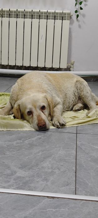 Найдена собака хозяева отзовитесь!