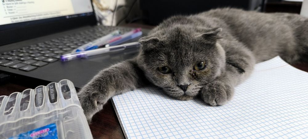 Продаётся котик.