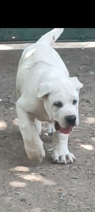 Вязка # Алабай # Sotilmaydi #