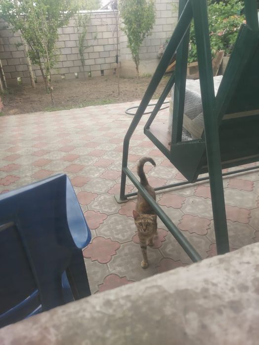 котята Шымкент))