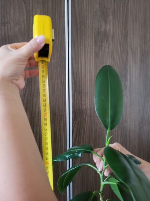 Продам фикус высокий