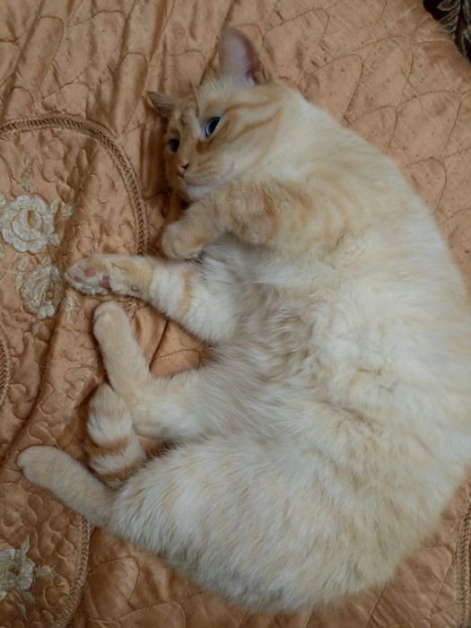 Отдам котов в добрые руки