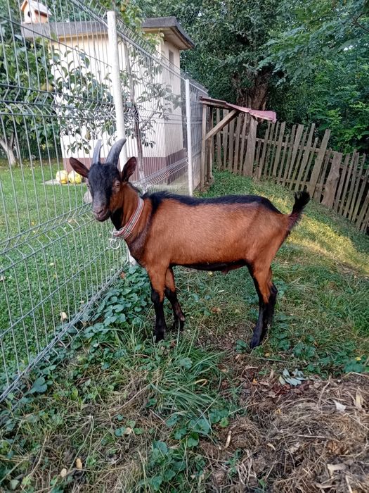 Vând țap alpin francez