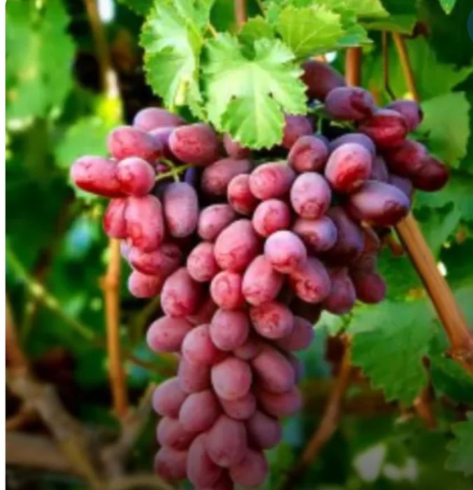 Butasi vita de vie anul 3