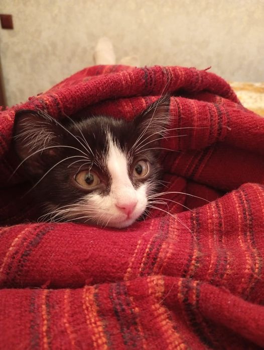 Ищем дом котику.