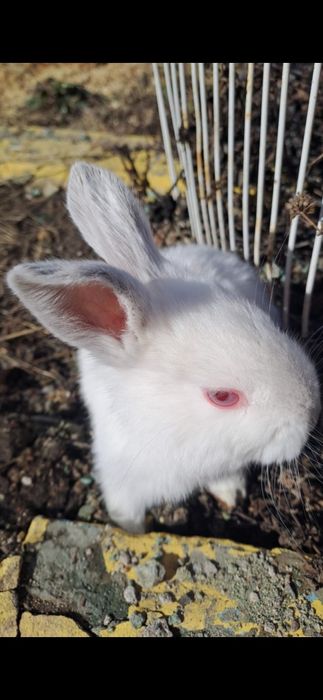 Продам крольчат помесь