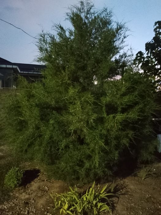 Срочно продоётся хвойное дерево Арча