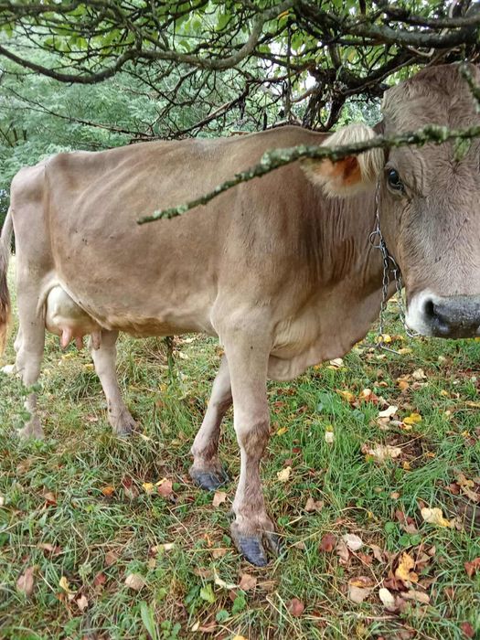 Vand vaca genstata in 2 luni