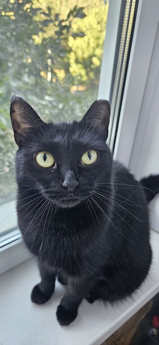 Ищет дом стерилизованная кошечка